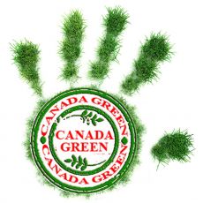 Газонная трава Канада Грин