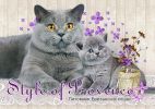 Style of Provence, Питомник британских кошек